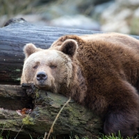 lazy bear