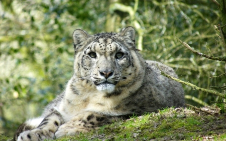 leopard cub - cat, leopard, cub, grass