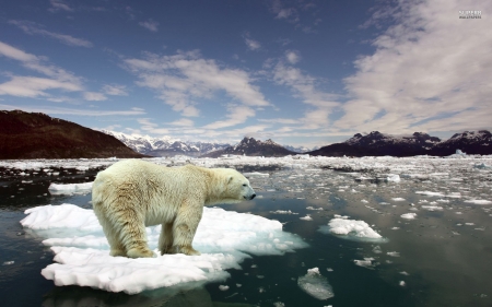 polar bear - ice, ocean, polar, bear