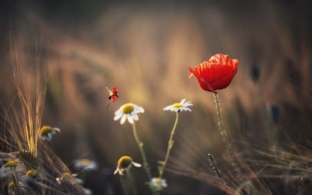 Flowers - flowers, nature, leaf, tree