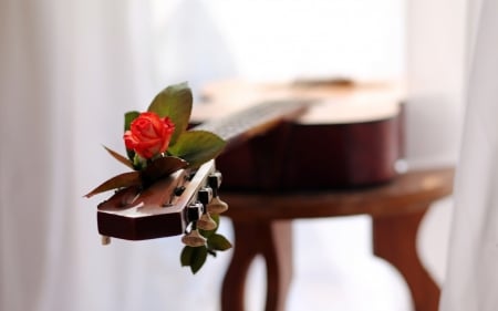 Guitar Rose - Rose, music, guitar, flower