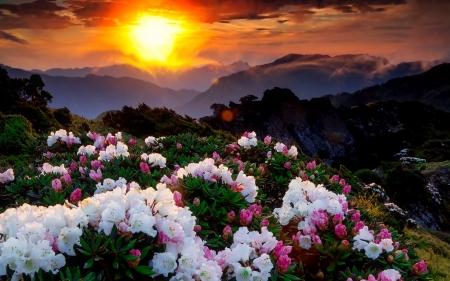 Mountain wildflowers at sunset - hill, valley, sky, mountain, sun, sunset, spring, amazing, pretty, wildflowers