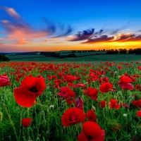 Sunset poppy field