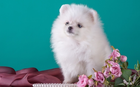 Puppy - blue, dog, spitz, flower, pink, fluffy, white, animal, cute, caine, puppy