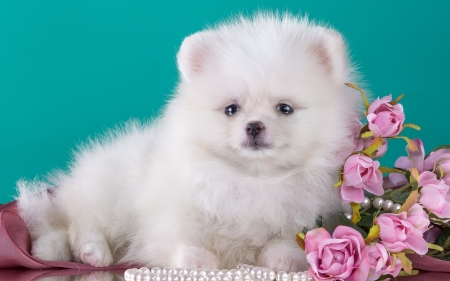 Puppy - flower, animal, rose, pink, cute, caine, puppy, spitz, blue, white, fluffy, dog