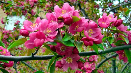 Spring blossoms - blooming, branches, freshness, flowering, spring, blossoms, pink, tree, garden