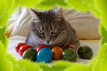 Easter Kitty - eggs, car, colors, cushion, art