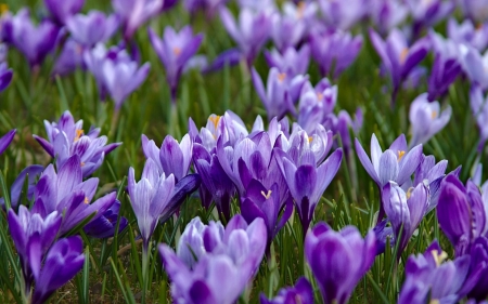 Crocuses - flower, purple, pink, field, spring, crocus, green