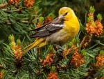 Female Oriole in Pine tree