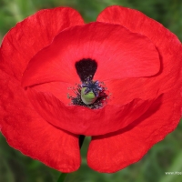 Corn Poppy