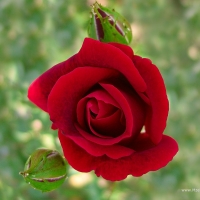 Dark Red Rose with Buds