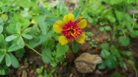 unknown flower - flower, deep forest, nature, reak