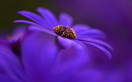 Flower - leaf, flower, tree, nature