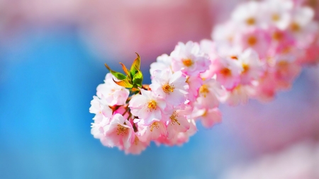 Blossom - nature, bloom, flower, spring