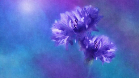 Cornflowers - nature, painting, cornflowers, flowers