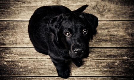 Black Puppy - black, animal, big eyes, Dog, cute, little, puppy