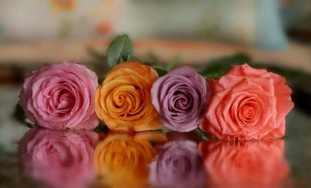 Beautiful Roses - Purple, Nature, Flowers, Beautiful, Orange, Pink, Bright Pink, Roses