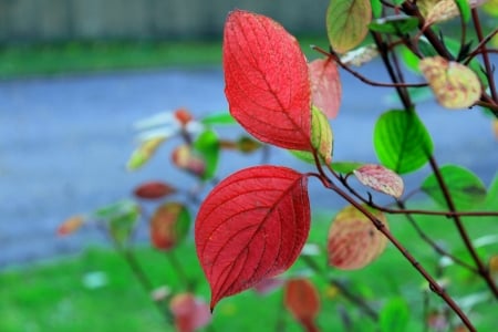 Red - green, black, blue, red