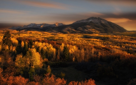 Forest - nature, tree, forest, jungle