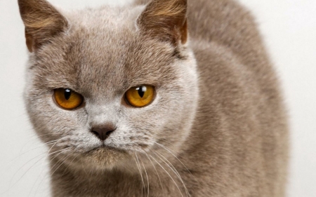 Angry Look - animal, funny, cute, cat