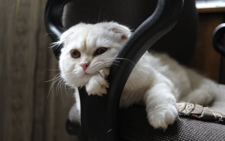 Cute Cat - white, cat, animal, funny, cute