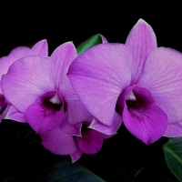 Orchids