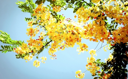 Blue Sky and yellow Flowers - nature, sky, flowers, blue