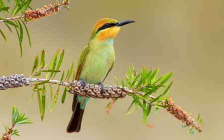 Bee-eater - pasare, bird, fruit, yellow, branch, common bee eater, green