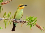 Bee-eater