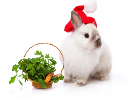 Christmas bunny - hat, rabbit, carrot, bunny, christmas, basket, santa, white, animal, craciun, red, green, cute, card