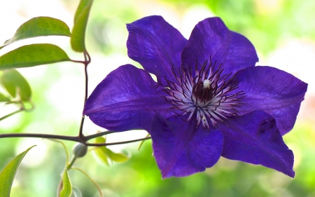 Clematis - clematis, flower, purple, green