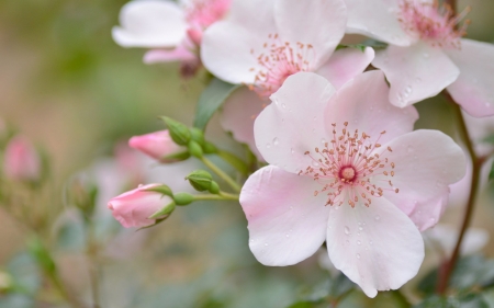 Rose - close-up, green, rose, spring, flower, pink