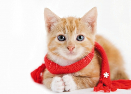 Kitten - winter, ginger, orange, sweet, rachael hale, cat, christmas, pisica, white, animal, scarf, craciun, kitten, red, cute