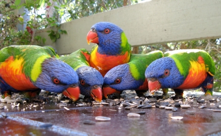 RAINBOW LORIKEETS