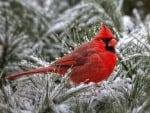 RED CARDINAL MALE