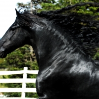 Black Horse With Flowing Mane F