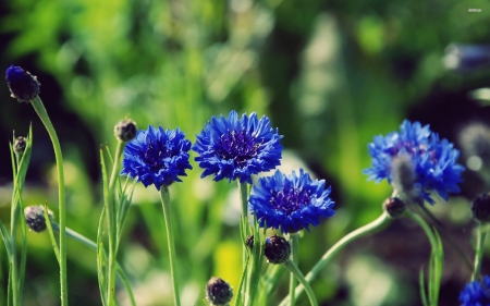 cornflower - cornflower, tree, stem, grass