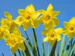 Daffodils