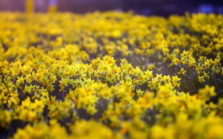 Daffodil field - field, spring, yellow, daffodil, narcissus