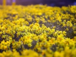 Daffodil field