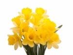 Daffodils