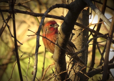 MALE HOUSE FINCH - bird, finch, red, brown