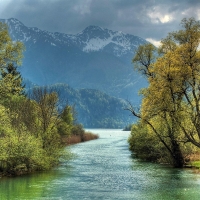 Trees on the riverside