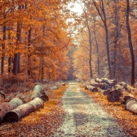 Logs by the roadside