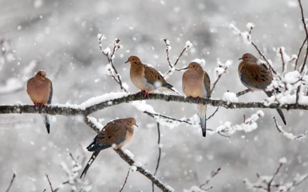 Birds - snow, winter, animal, Birds