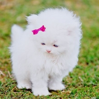 Kitty Stole My Heart â™¥