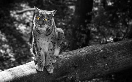 Lynx - eye, animal, paw, Lynx