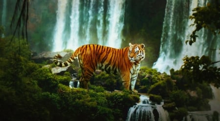 Majestic - waterfalls, water, beautiful, majestic, tiger