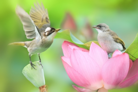 Birds - couple, pink, green, pasare, bird, flower