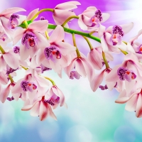 Pink orchids